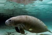 Swim Where the Manatees Live